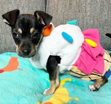 Piñon Bottle Co, Puppy Adoption Event