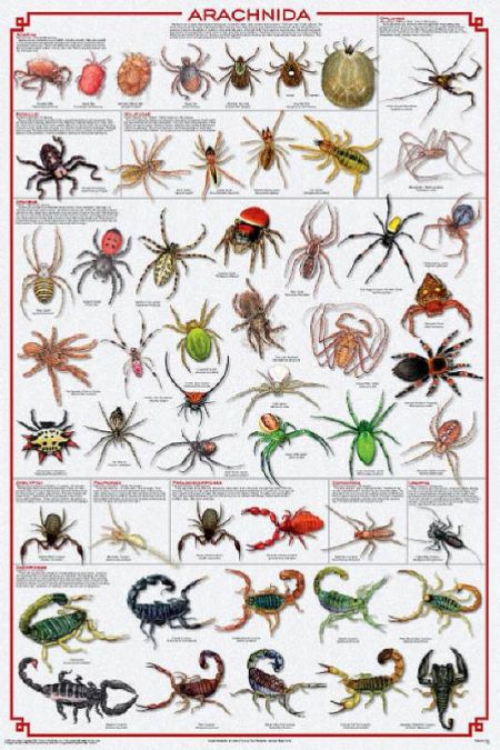 Western Nevada College Fallon, All About Arachnids
