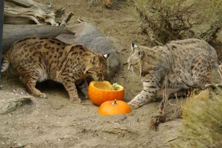 Animal Ark Wildlife Sanctuary, Animal Ark Harvest Festival