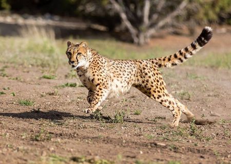 Animal Ark Wildlife Sanctuary, Animal Ark High Speed Cheetah Dash