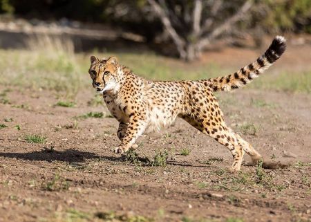 Animal Ark Wildlife Sanctuary, Animal Ark On The Wind Cheetah Run