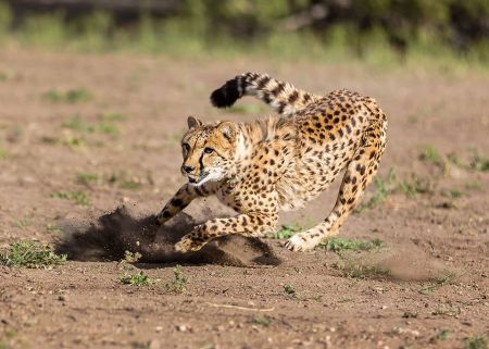 Animal Ark Wildlife Sanctuary, Animal Ark Last Chance Cheetah Dash