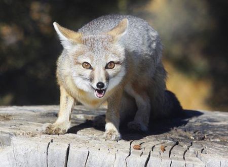 Animal Ark Wildlife Sanctuary, Animal Ark At Dark