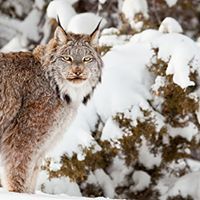 Animal Ark Wildlife Sanctuary, Animal Ark Open Nov Weekends