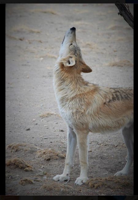 Animal Ark Wildlife Sanctuary, Animal Ark Wolf Howl Night