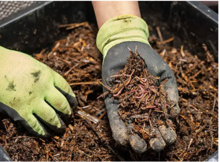 Carson City Events, Garden Talk w/ Carson City Master Gardeners
