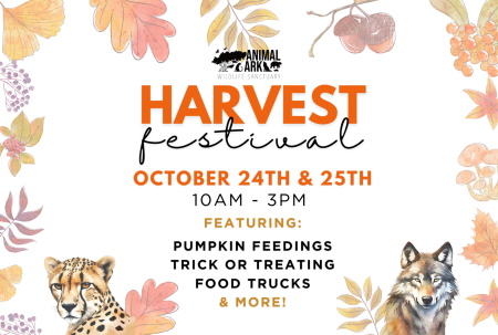 Animal Ark Wildlife Sanctuary, Harvest Festival