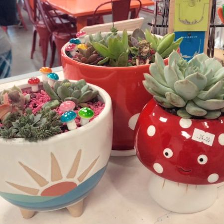 All Fired Up at The Hot Spot Reno-Sparks, Succulent Gardens