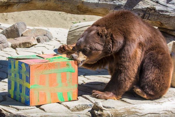 Predators and Piñatas | Animal Ark Wildlife Sanctuary | Nevada Events Predators and Piñatas | Animal Ark Wildlife Sanctuary | Nevada Events